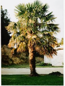 Fan Palm or Chusan Palm